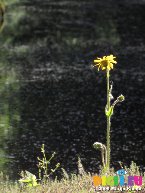 SX06262 Wolf's bane (Arnica montana)